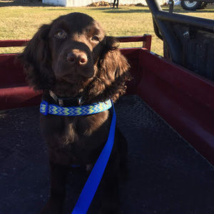 Meet your Posher, Hattie